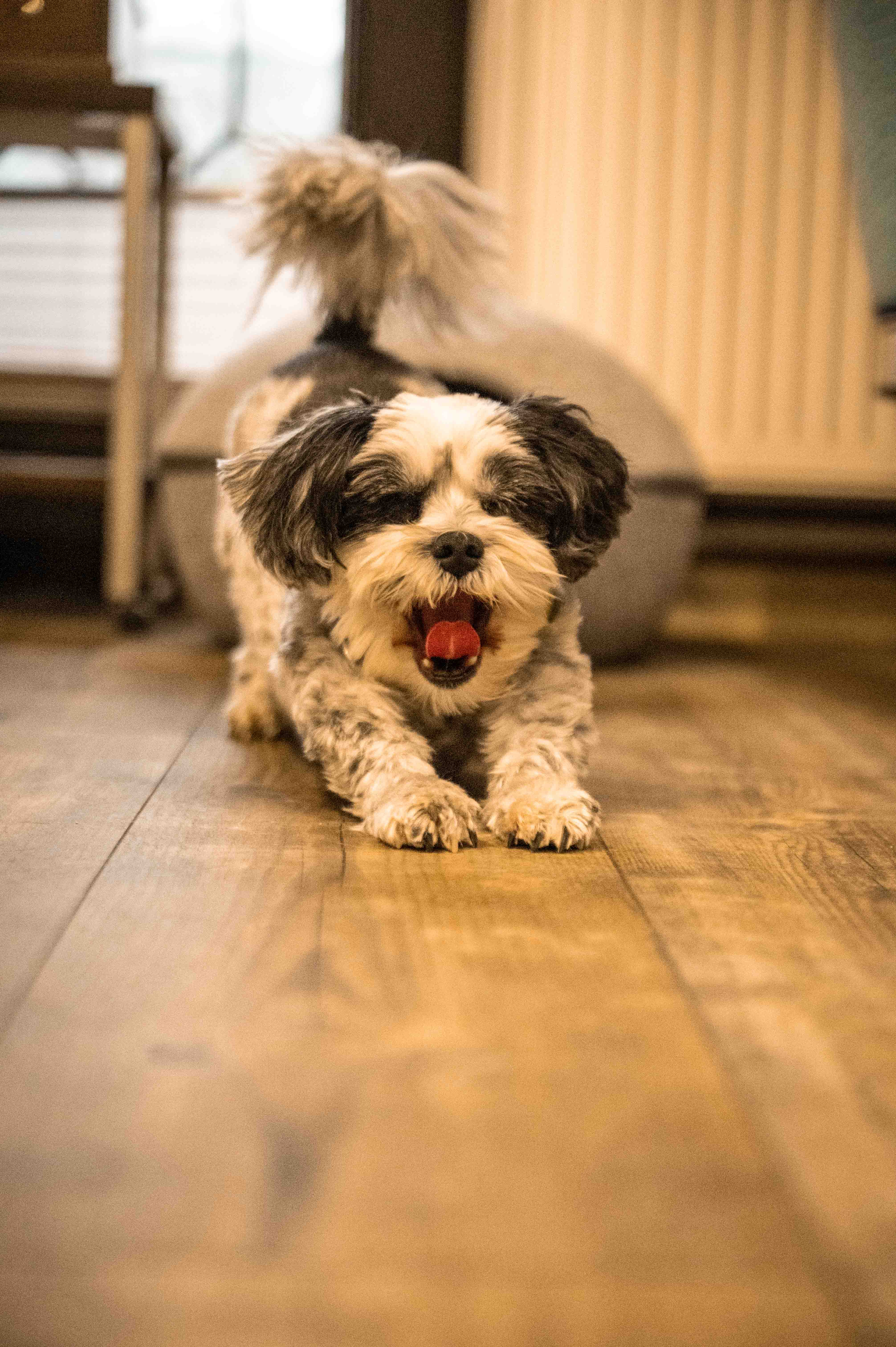 Hundefrisur (Grooming)